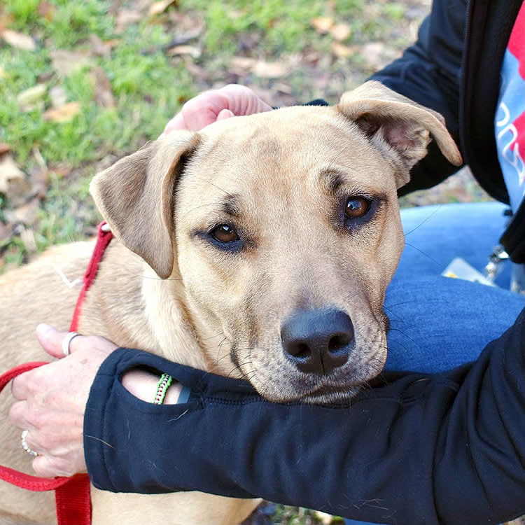 Before Beryl Made Landfall, 94 Shelter Pets Were Already on the Road Out