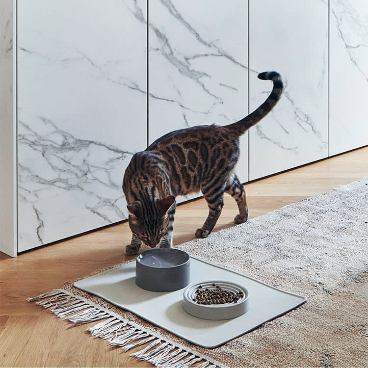 The Cat Bowl Is a Health Tool, Not Decor. How to Pick the Right One