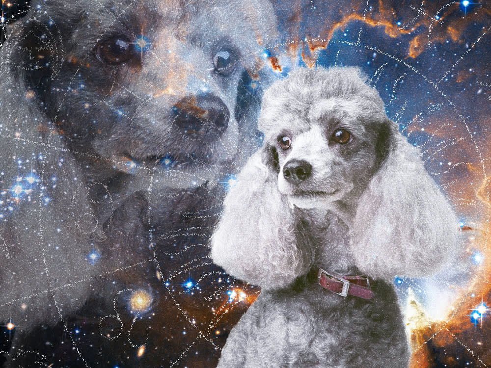 Your Star Sign Already Knows What Dog You Should Get