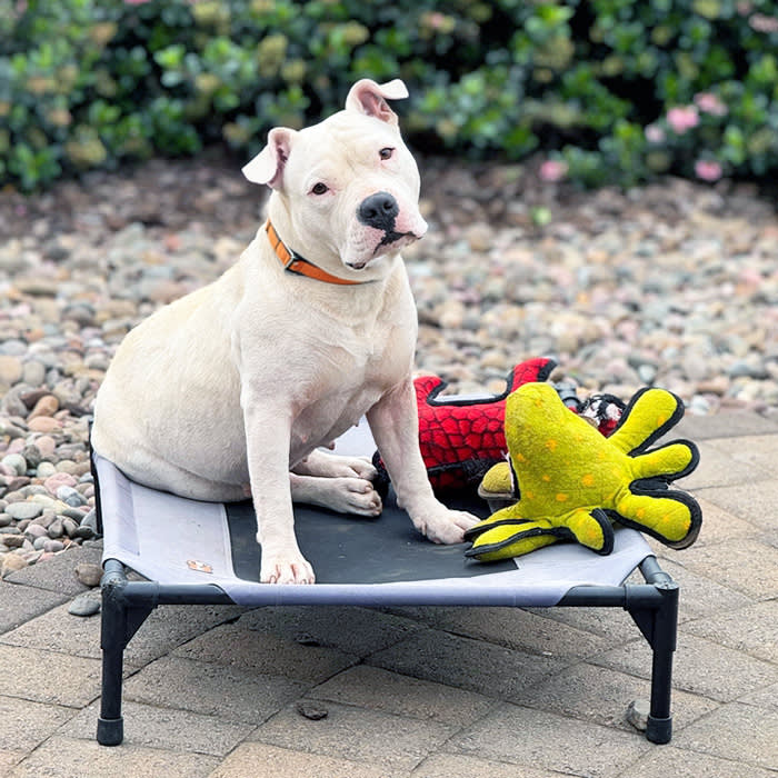 Does Your Dog Actually Need an Elevated Bed? The Honest Answer, Plus 11 Best