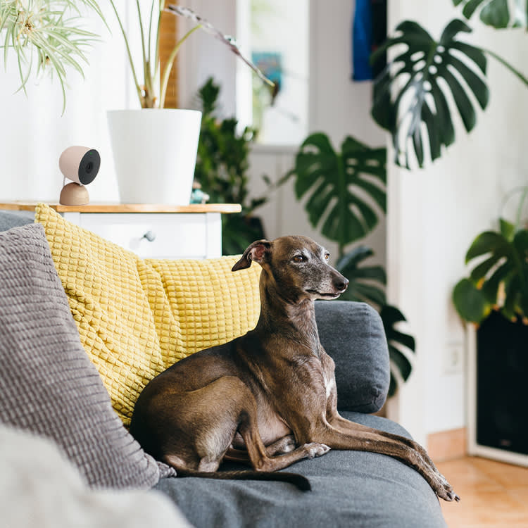Skip the 'Pet Cam.' The Best One Is a Security Camera.