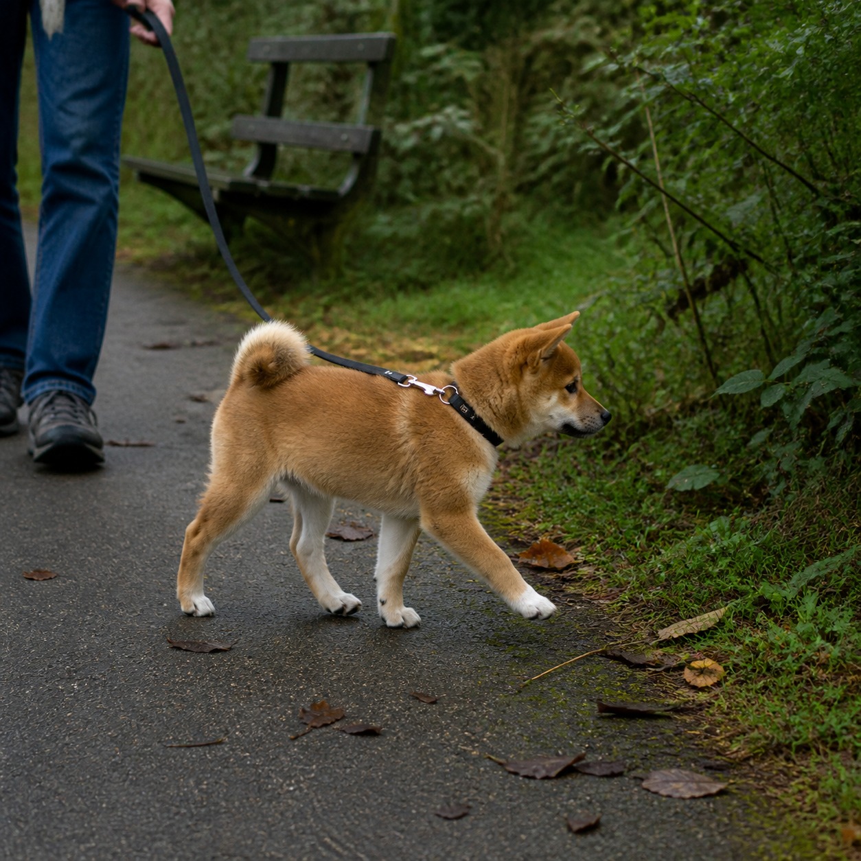 Your Puppy's First Leash Should Be Boring. Here's the Upgrade Path After