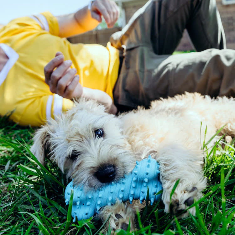 Your Puppy Is Going to Chew Something. Make Sure It Isn't Your Couch.