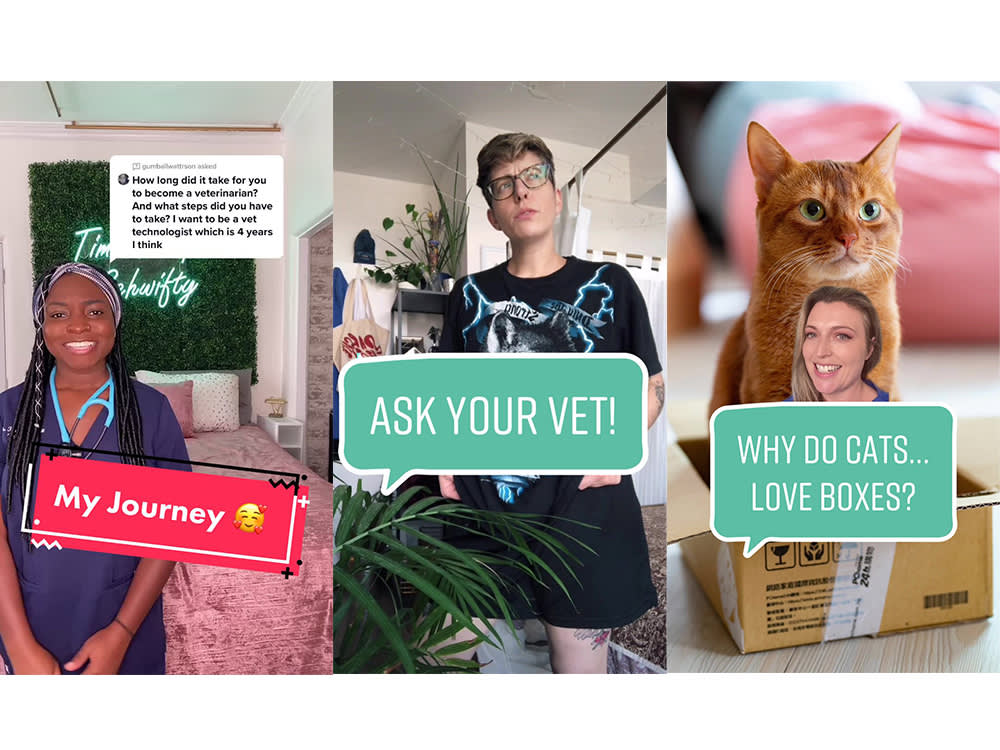 Dr. Google Has a Rival: 9 Vets Who Make TikTok Actually Useful