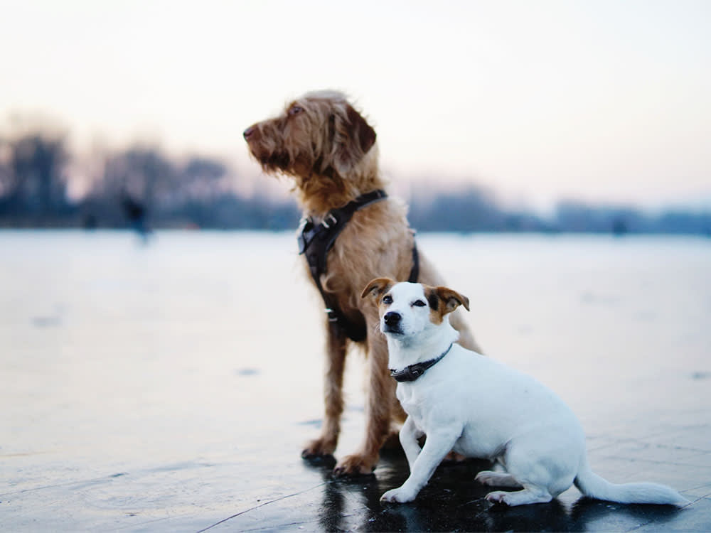 Big Dogs vs. Small Dogs: Does Size Really Shape Behavior?