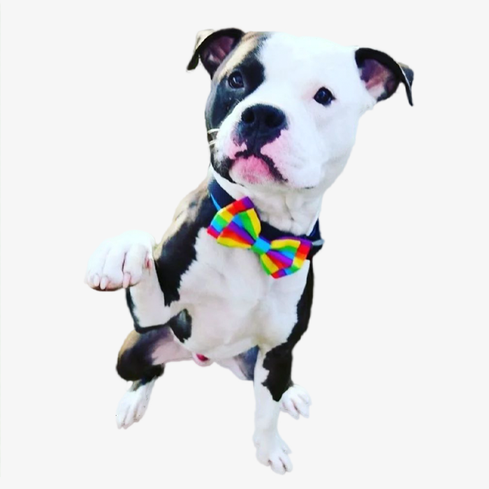 Dog wearing rainbow bow tie from black-owned accessories brand