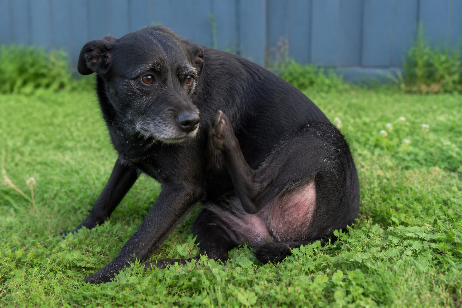 One Flea Bite Can Wreck an Allergic Dog. The Count Never Mattered.