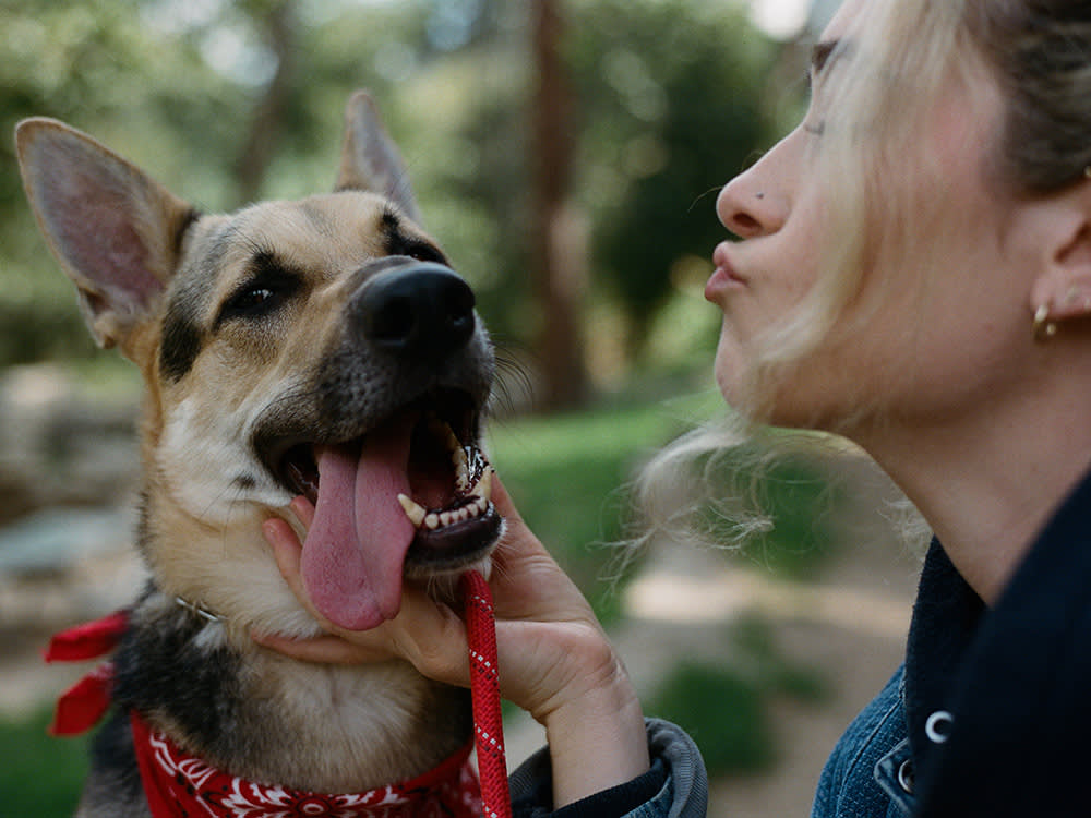 Blondshell Trained a 62-Pound German Shepherd Into a Lap Dog. That's No Accident