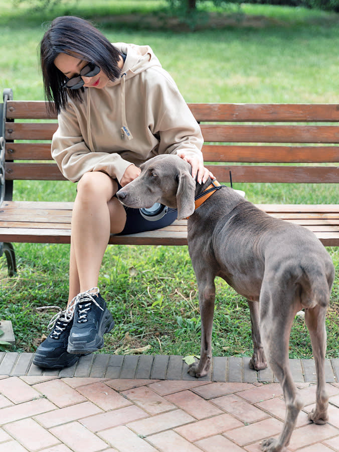 Blood in Your Dog's Pee: What the Color, Timing, and Stream Are Telling You
