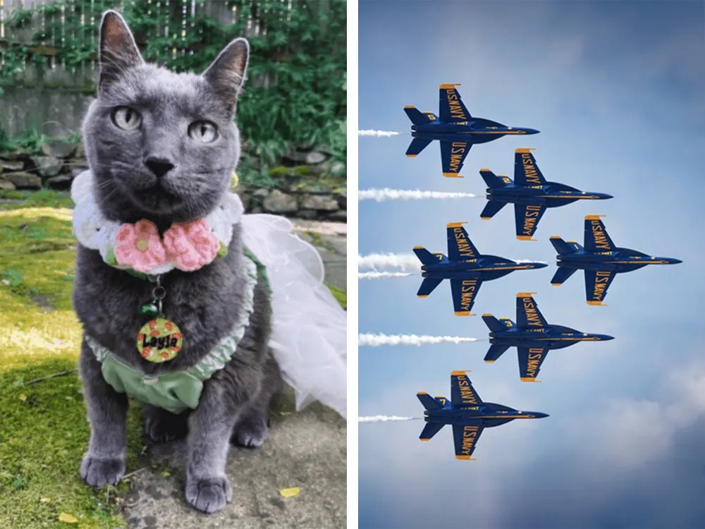 She Sued the Blue Angels Over Her Dying Cat. The Noise Science Is Real