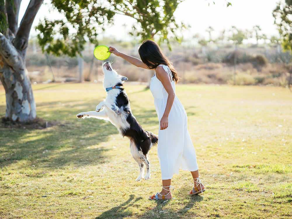 That Bright Red Ball Is Basically Invisible to Your Dog. 12 Toys They Can Actually See