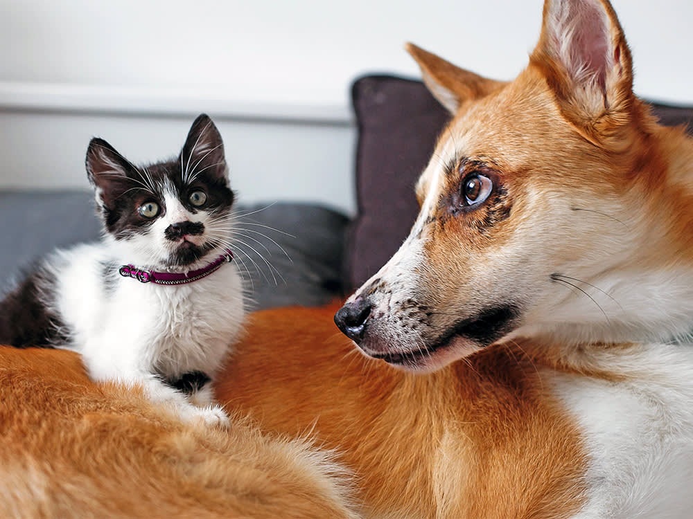 Your New Kitten Will Bond With You. It's the Other Pets You Have to Win Over
