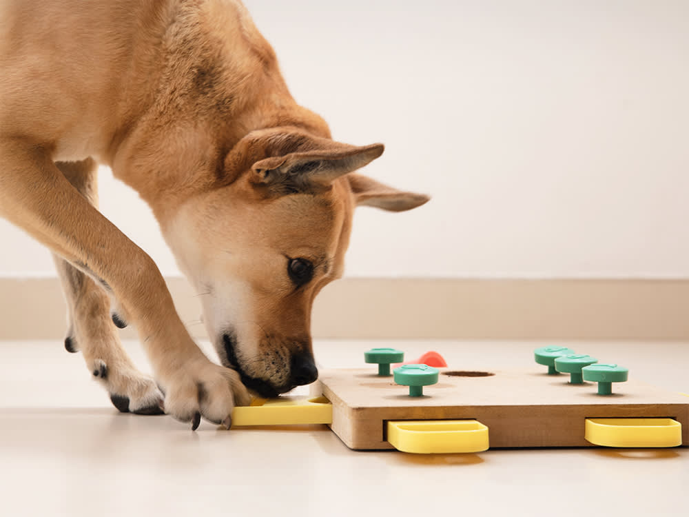 Your Dog Isn't Being Bad. He's Bored. 13 Puzzle Toys That Fix It