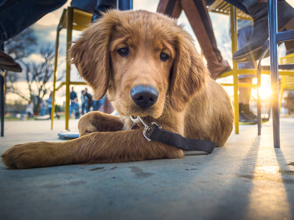 The Best Way to See Boston Is on the End of a Leash
