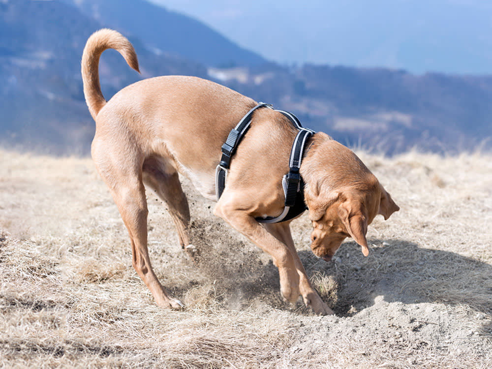 The Worst Thing You Can Do to a Botfly on Your Dog Is Squeeze It