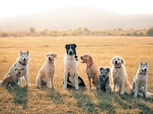Your German Shepherd's Nose Isn't Special. A Pit Bull's Bite Isn't Either.