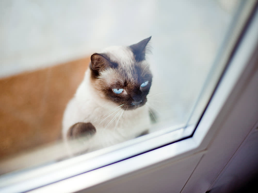 Bringing an Outdoor Cat Inside Isn't Cruel. Doing It All at Once Is.