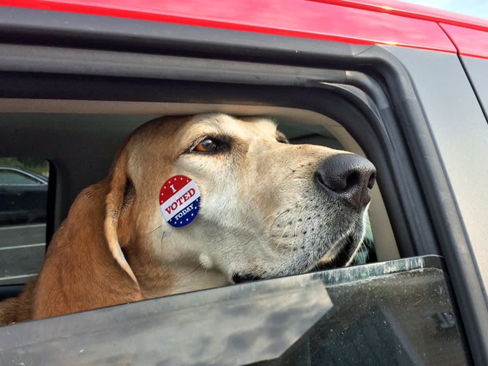 Voting With Your Dog: Who's Actually Allowed Inside, and What Everyone Else Does