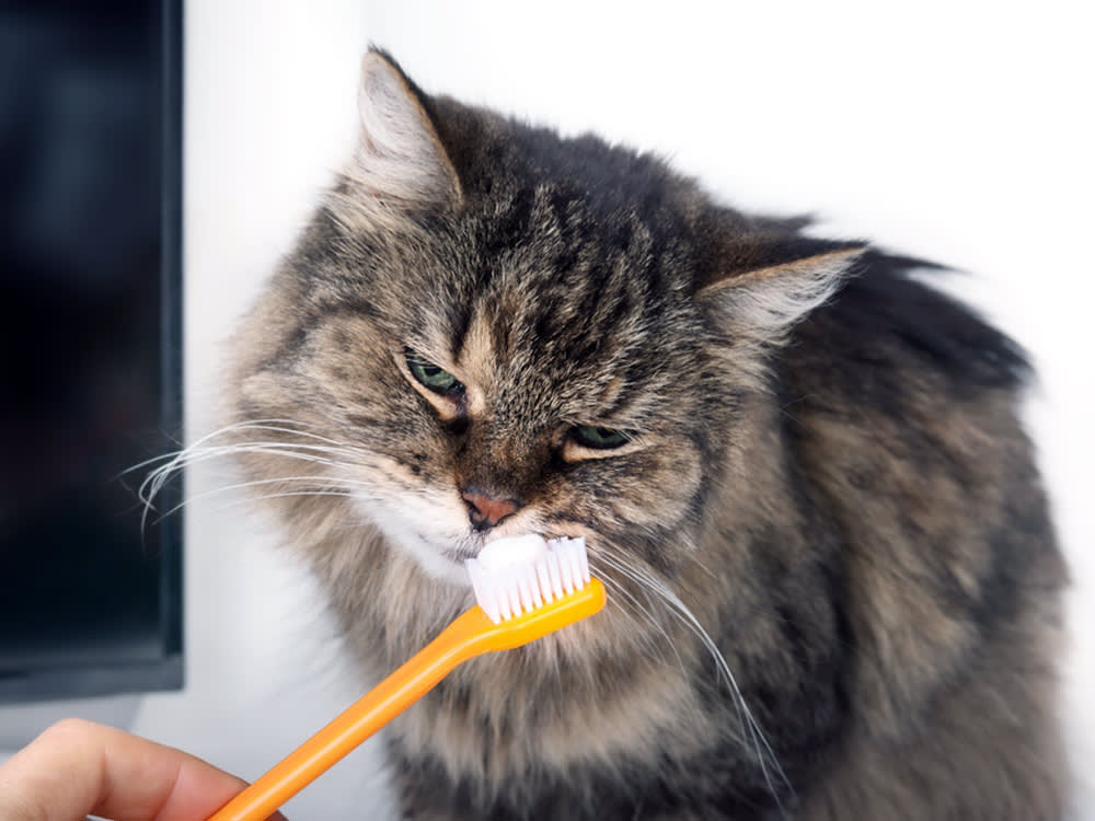 Brushing a Cat's Teeth Sounds Impossible. The Trick Is to Not Brush at First