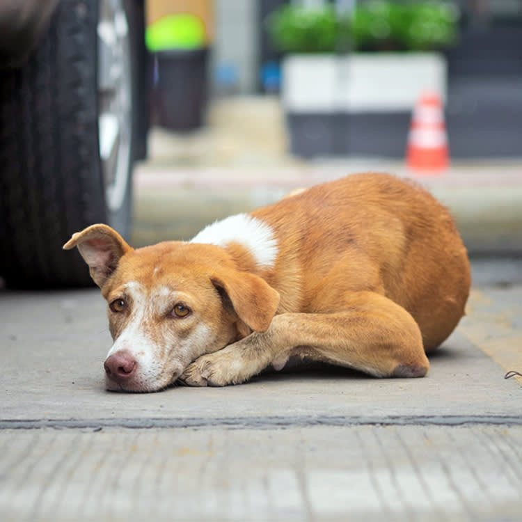 A Bystander's Phone Was the Only Thing Between These Dogs and Death