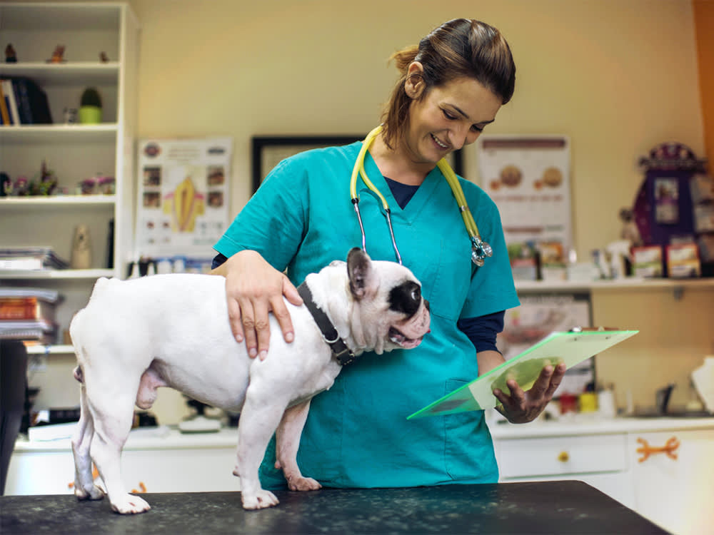 Your Dog Dreads the Vet. The Fix Starts Long Before You Get There