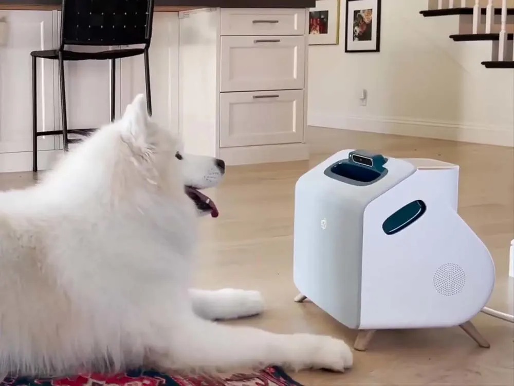 An AI Box Can Drill Your Dog. It Can't Do the Part That Matters.
