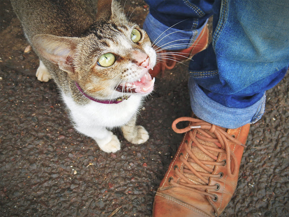 The 'Talking Cat' Videos Get It Backwards: Your Cat Is Working You, Not Copying