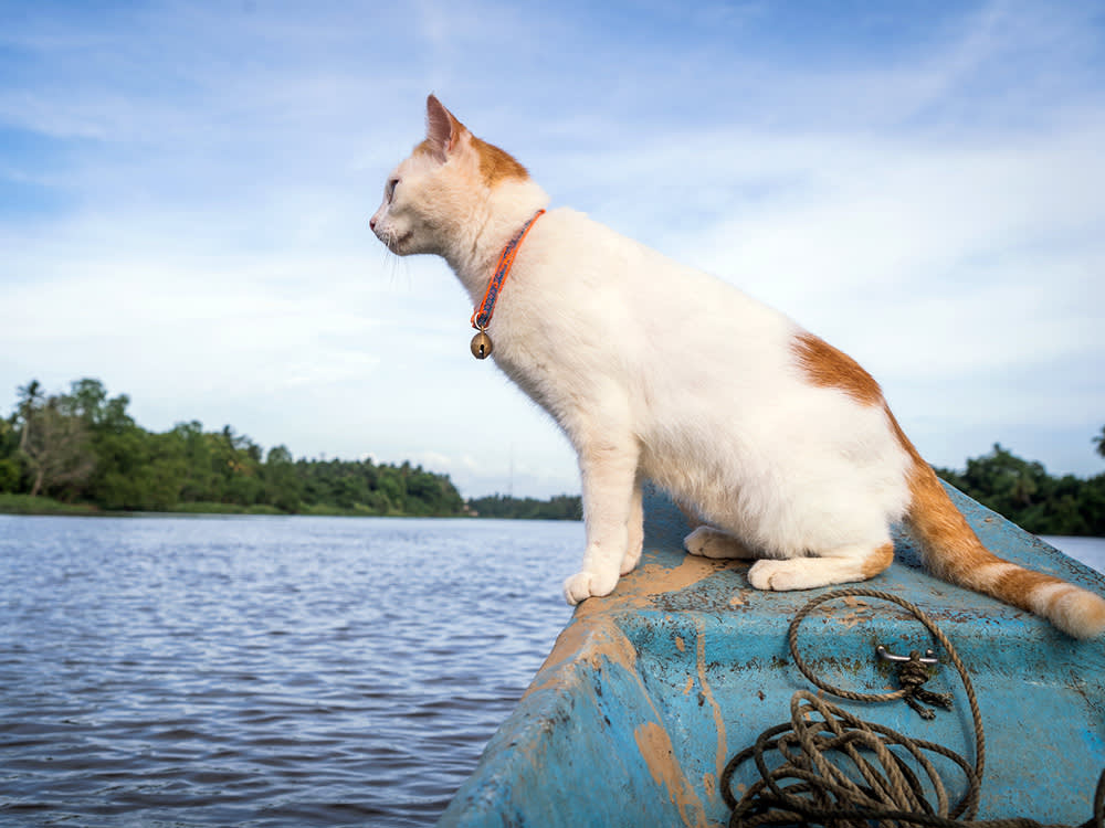 Whether a Cat Tolerates Water Is a Coat Question, Not a Willpower One