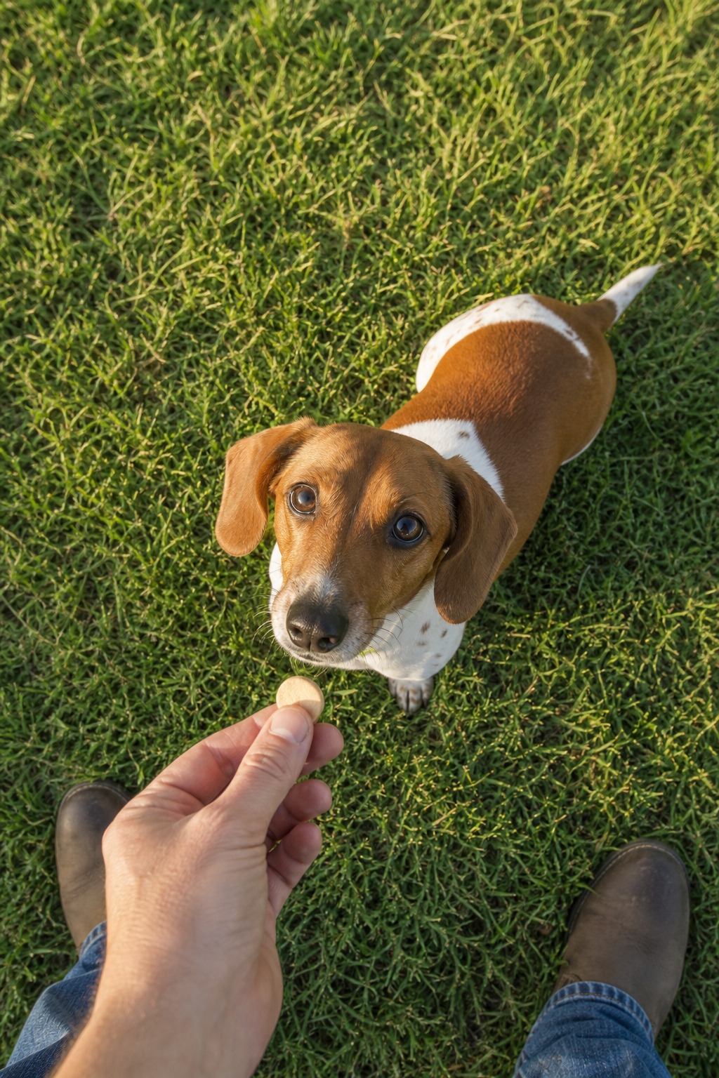 Can Dogs Eat Almonds? Why This Snack (and Most Nuts) Belongs to You