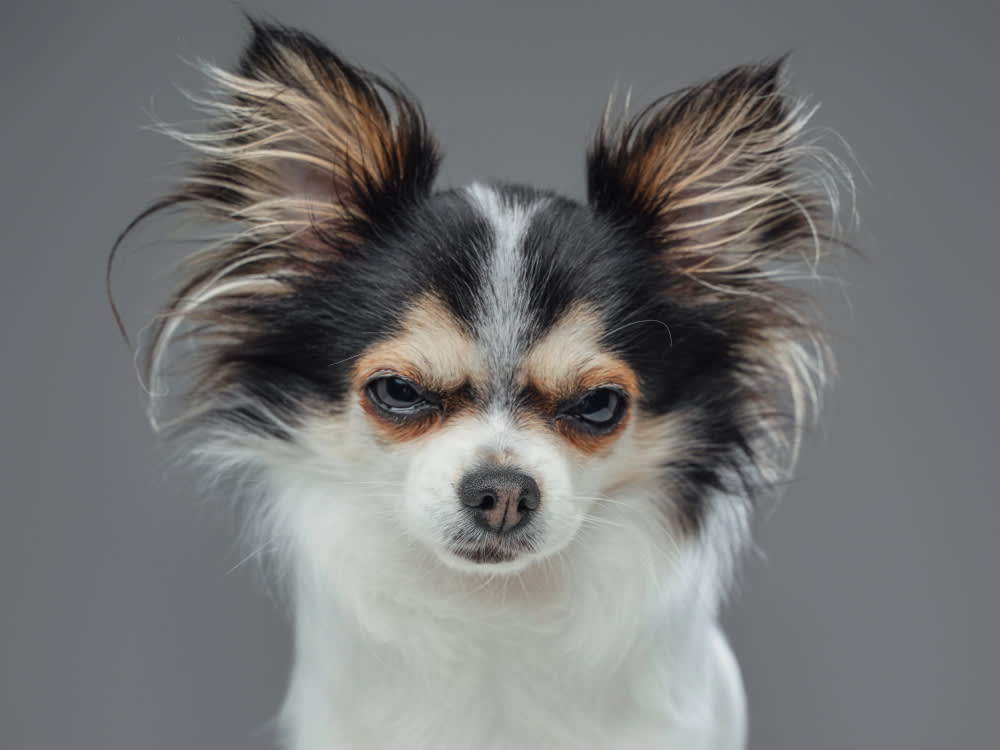 Yes, Dogs Get Angry. No, That's Not Why They Bite.