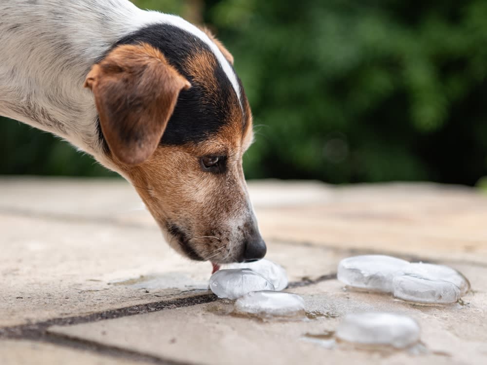 The 'Ice Is Dangerous for Dogs' Panic Is a 2010 Facebook Hoax