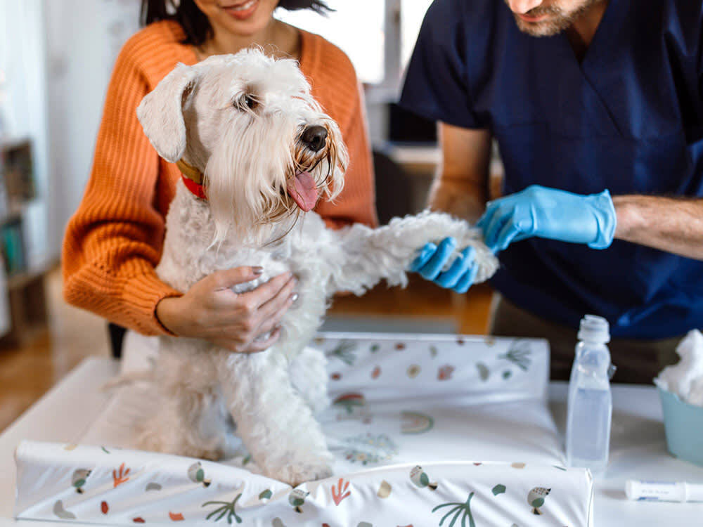 The Dog Cancer Vaccine Trial Finished. Here's What It Actually Showed.