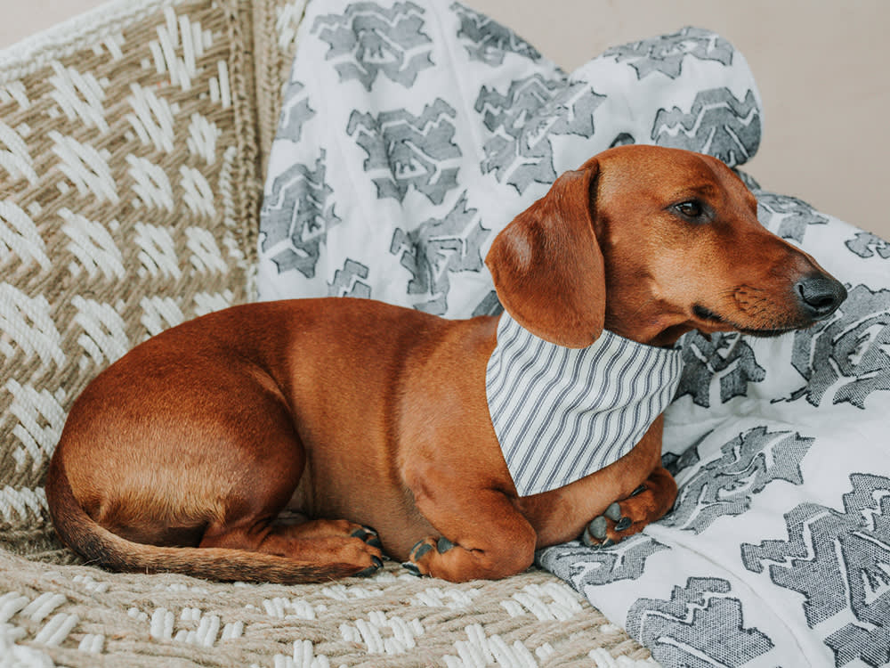 The Dog Cancer You're Checking for in the Wrong Place