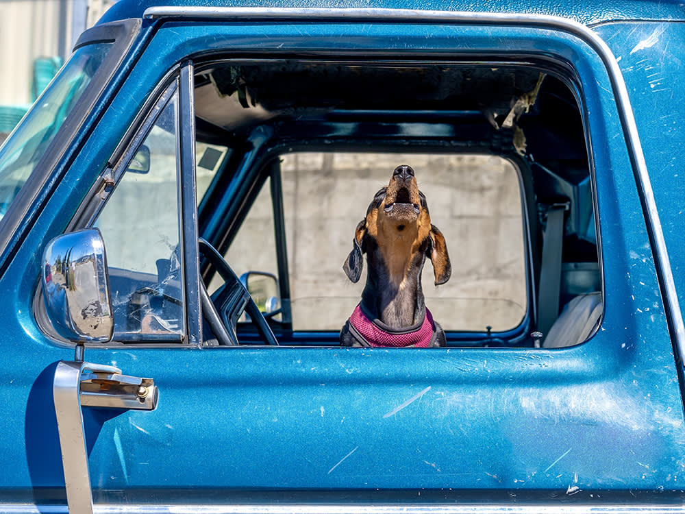 You Can't Train Your Dog in a Moving Car. Start in the Driveway.