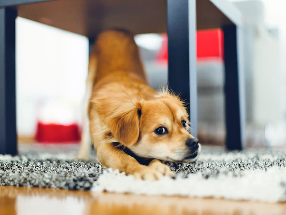 Stop Asking Why Your Dog Scratches the Carpet. Ask Where.