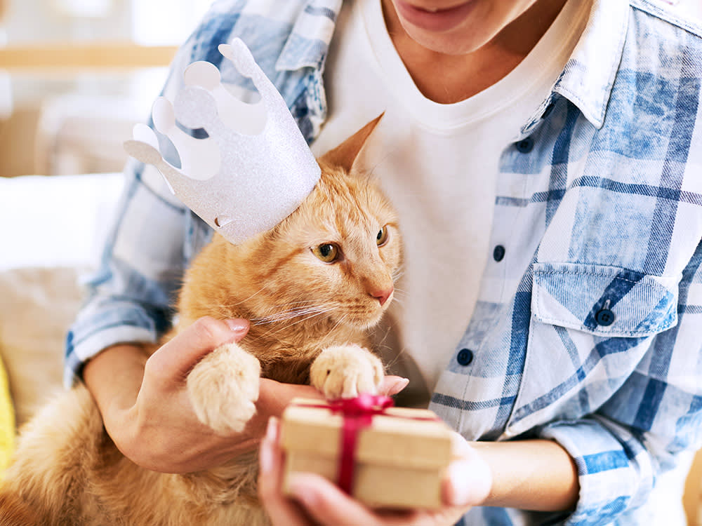 Forget 'Times Seven.' Your Cat Ages a Decade Before Their Second Birthday.