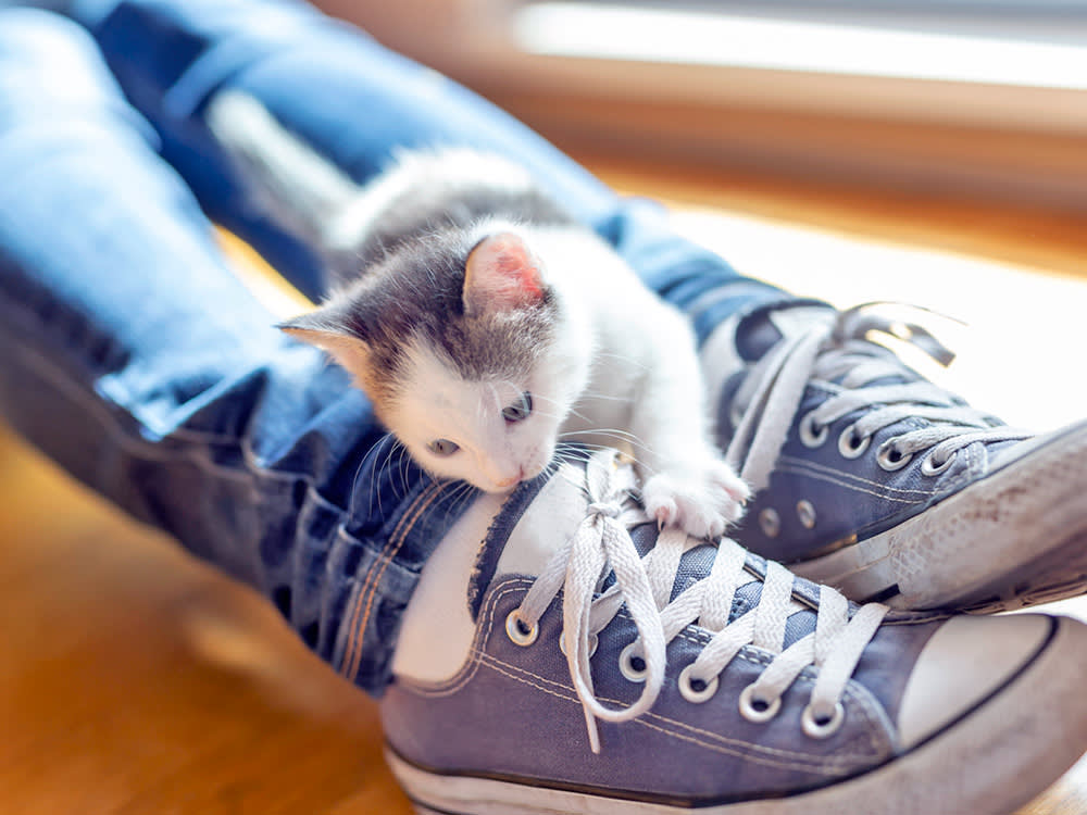 Your Cat Isn't Attacking You. You Live on a Hunting Route.