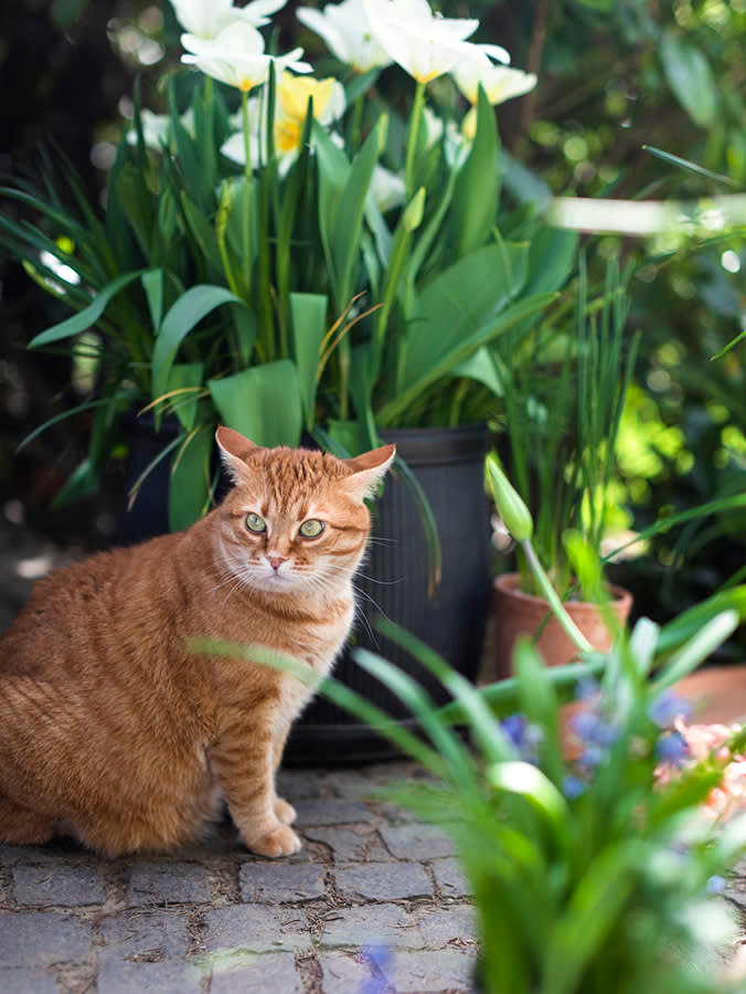A Bee Sting Rarely Hurts a Cat. The Reaction to One Can Be Deadly