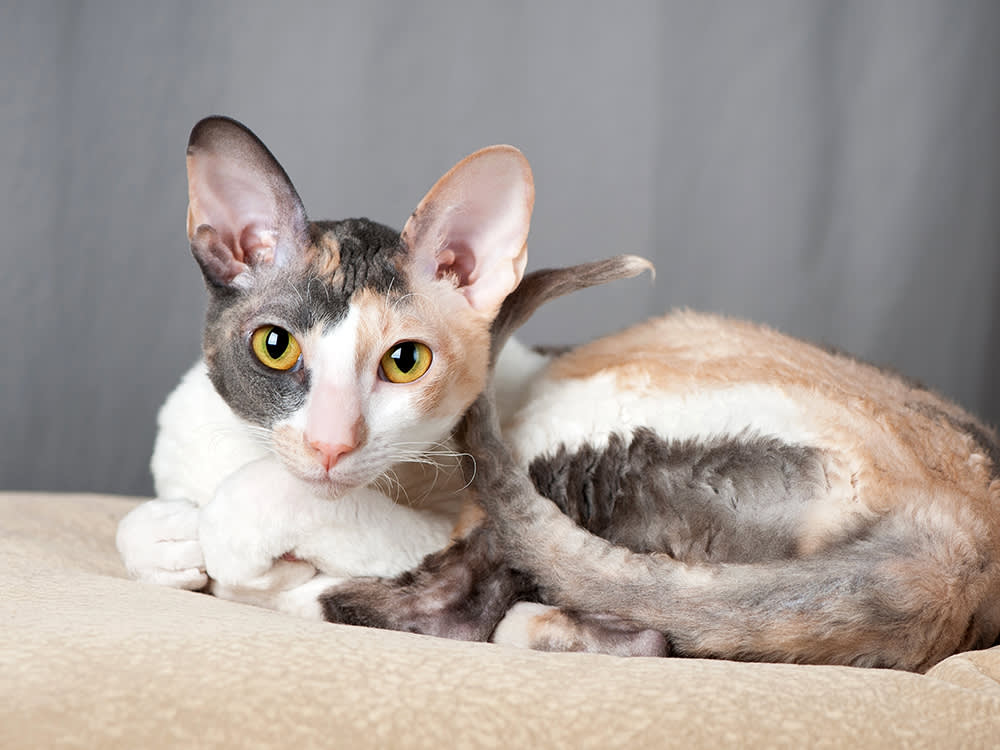 Breed Barely Predicts Your Cat's Personality. Here's the Proof
