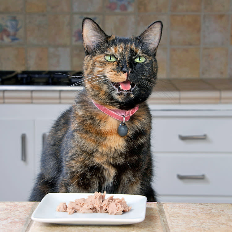 Your Cat Just Burped. That Tiny 'Urp' Is Worth Paying Attention To