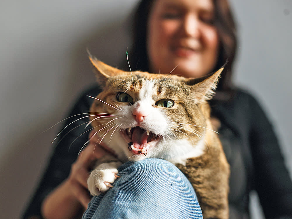 That Sound Isn't a Meow. And It Isn't Good News.