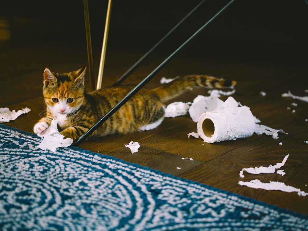 Your Cat Isn't Being Naughty. The Chewing Is a Message