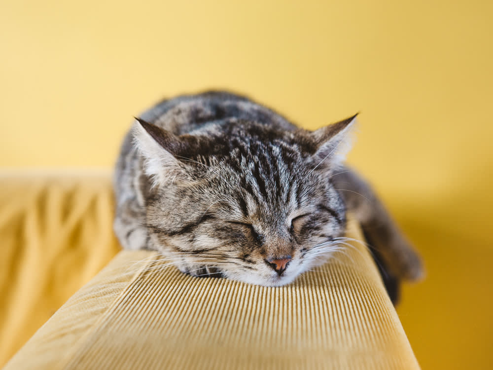 Those Black Specks on Your Cat's Chin? Blame the Bowl.