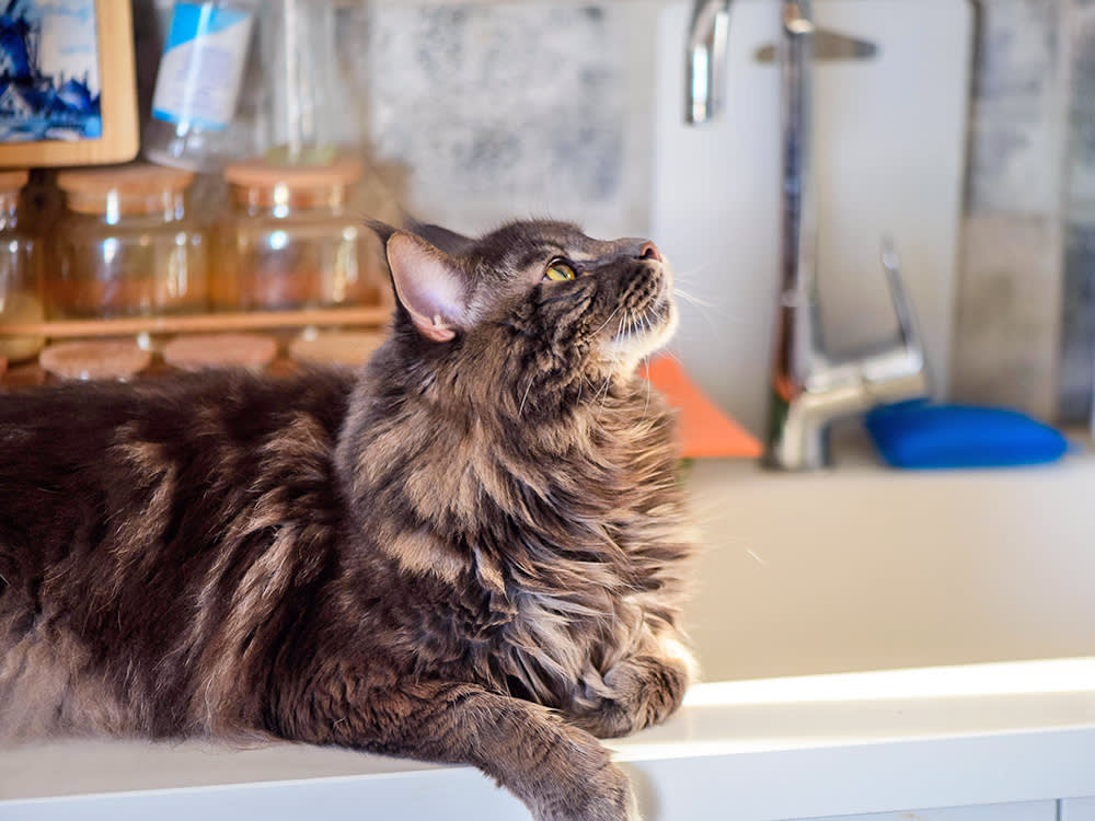 You Can't Train a Cat Off the Counter. You Can Outbid Her.
