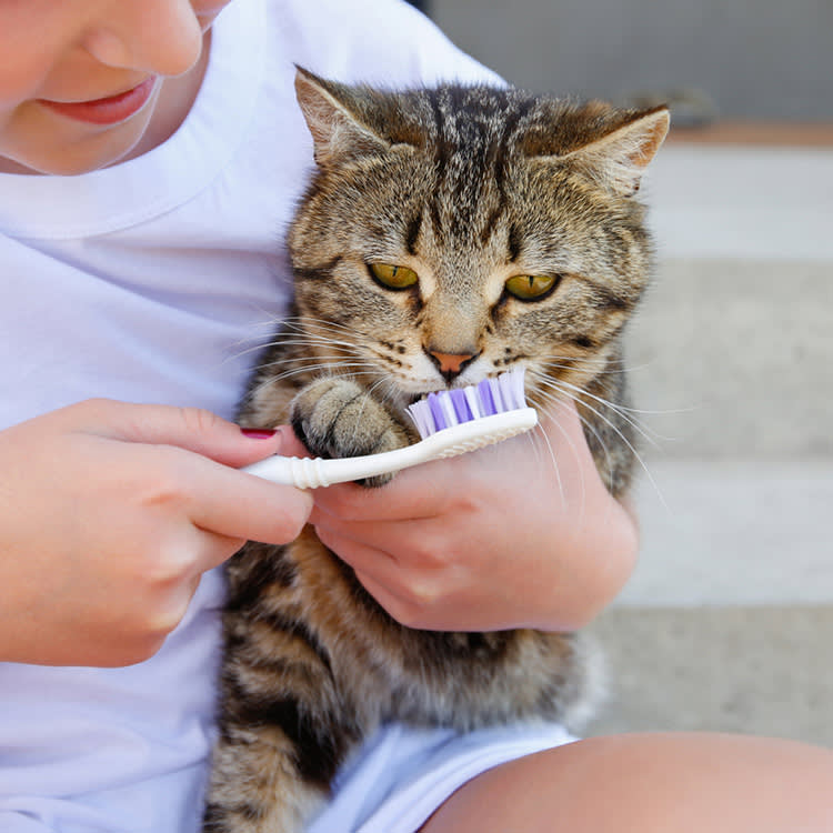 Your Cat's Bad Tooth Doesn't Stay in the Mouth
