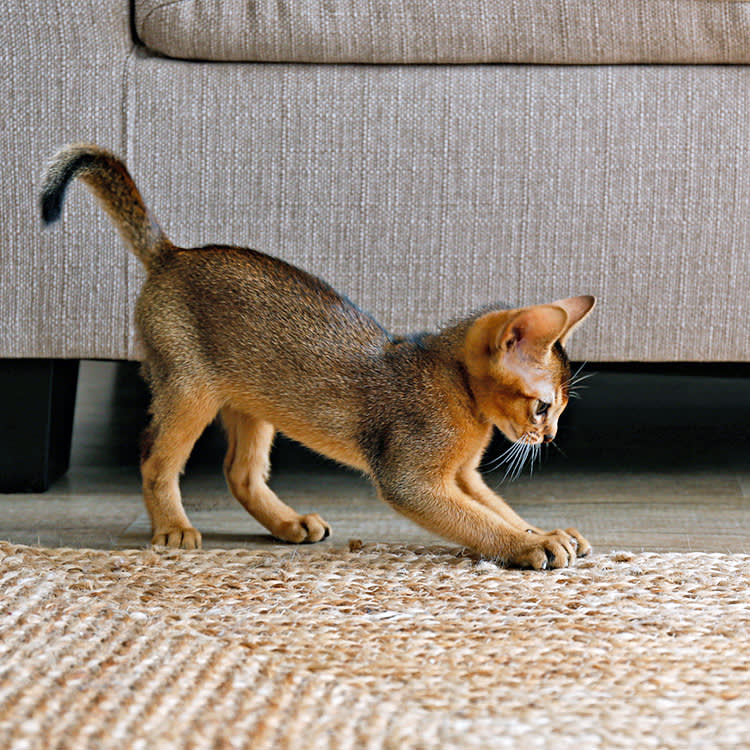 Your Cat Is Trying to Bury Something. The Question Is What.
