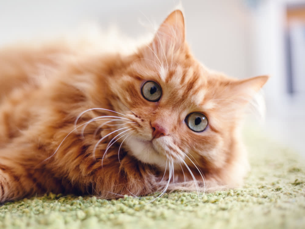 A Cat DNA Test Won't Tell You What Your Cat Is. That's Not the Reason to Buy One.
