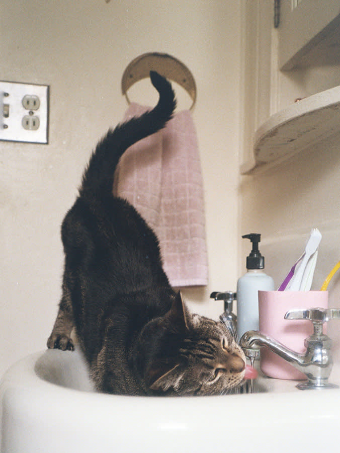 A Thirsty Cat Is Often a Sick Cat. Here's the Number to Watch