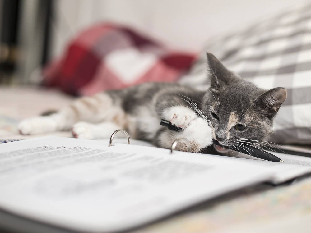 Your Cat Isn't Being Weird. Plastic Bags Smell Like Food.