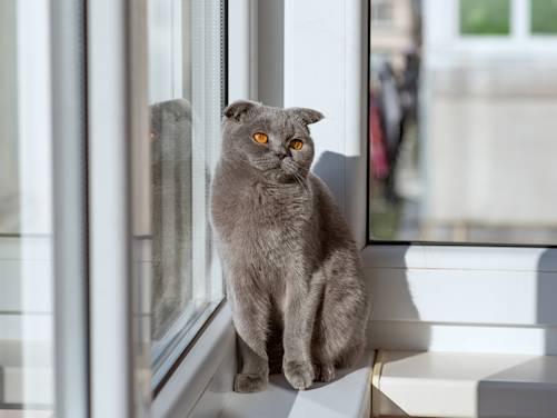 Your Cat Hides Pain by Design. These Signs Mean Go Now